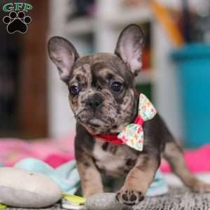 Chelsie, French Bulldog Puppy